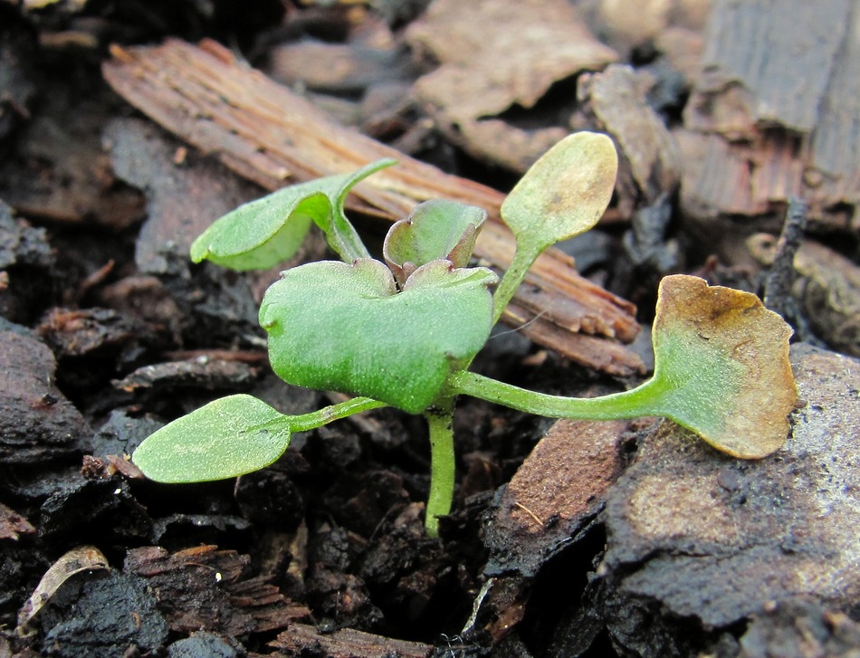 Image of Viola arvensis specimen.