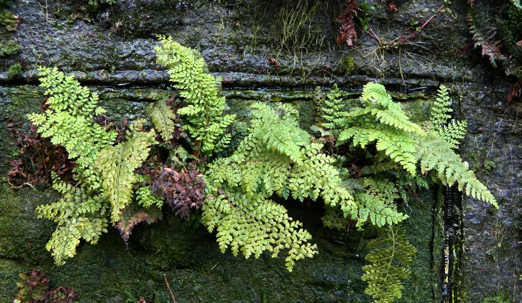 Image of Polystichum setiferum specimen.