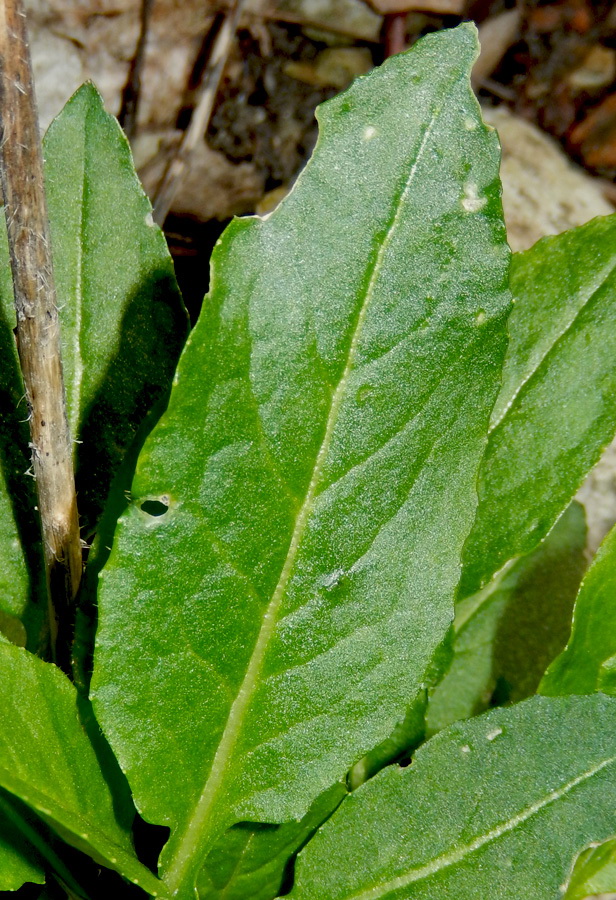 Изображение особи Erysimum aureum.