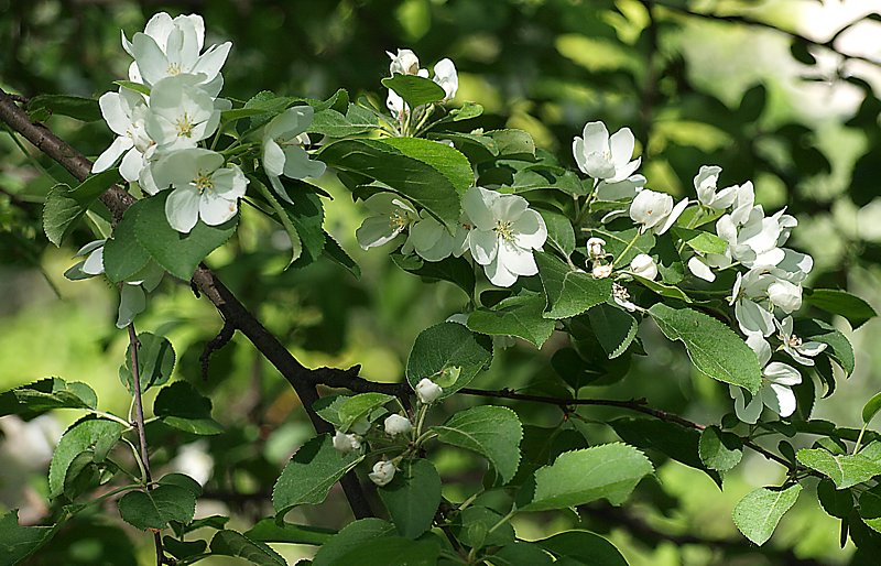 Image of Malus mandshurica specimen.