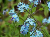 Myosotis sylvatica. Верхушки побегов с соцветиями. Ленинградская обл., г. Волхов, Октябрьская наб., в канаве вдоль ж. д. 26.05.2013.