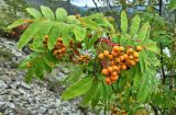 Sorbus sibirica. Верхушка веточки плодоносящего растения. Якутия, Хангаласский улус, берег р. Буотамы, горный склон. Август 2013 г.