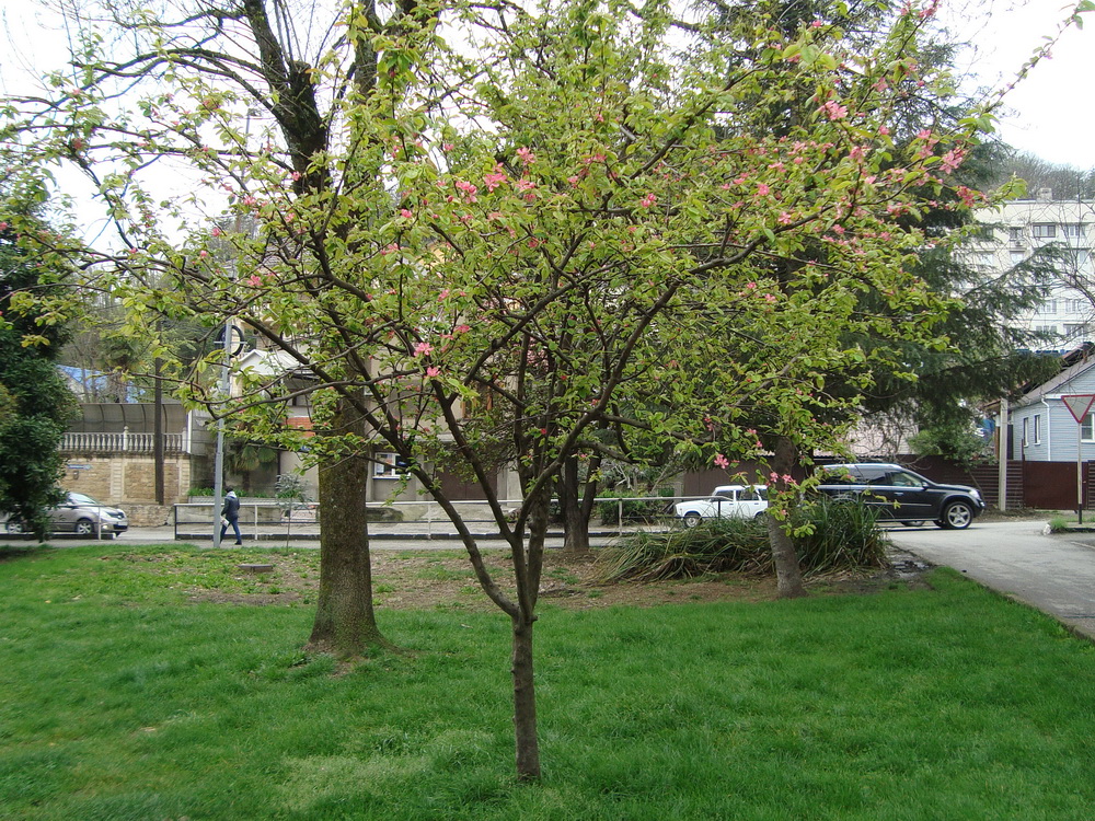 Изображение особи Pseudocydonia sinensis.