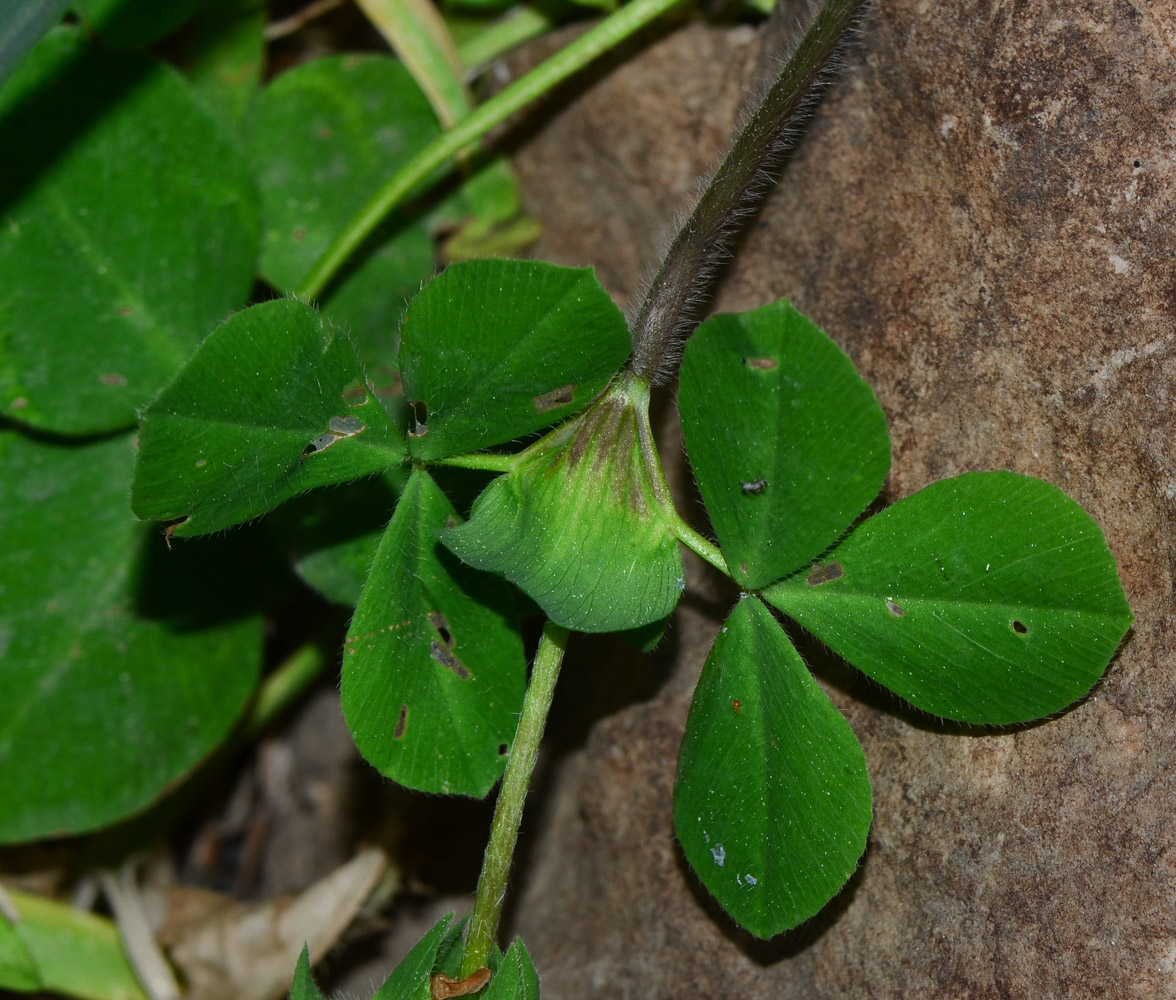 Изображение особи Trifolium clypeatum.