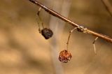 Cotoneaster melanocarpus. Часть ветки с прошлогодними плодами. Свердловская обл., высокий левый берег р. Исеть ниже дер. Бекленищева (порог Ревун), березовая роща в 200 м от реки. 16 апреля 2016 г.