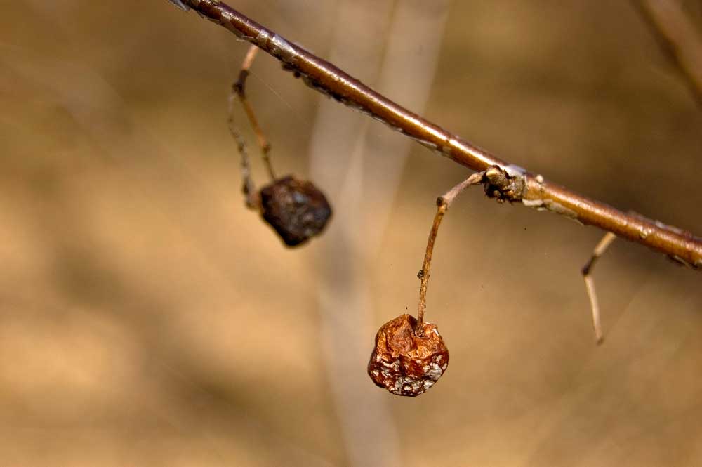 Image of Cotoneaster melanocarpus specimen.