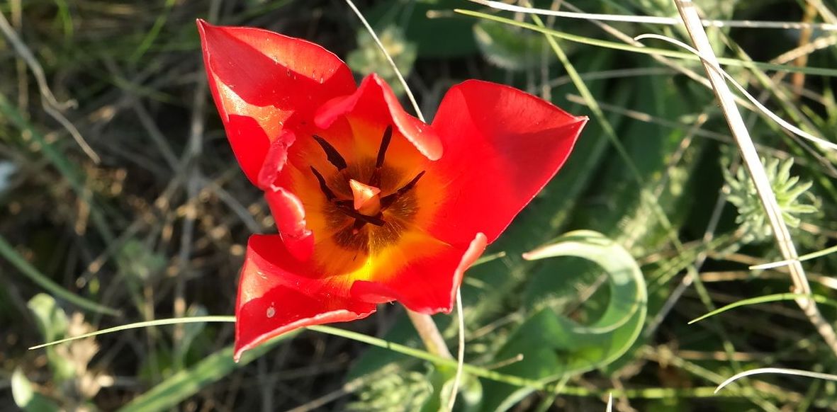 Image of Tulipa suaveolens specimen.