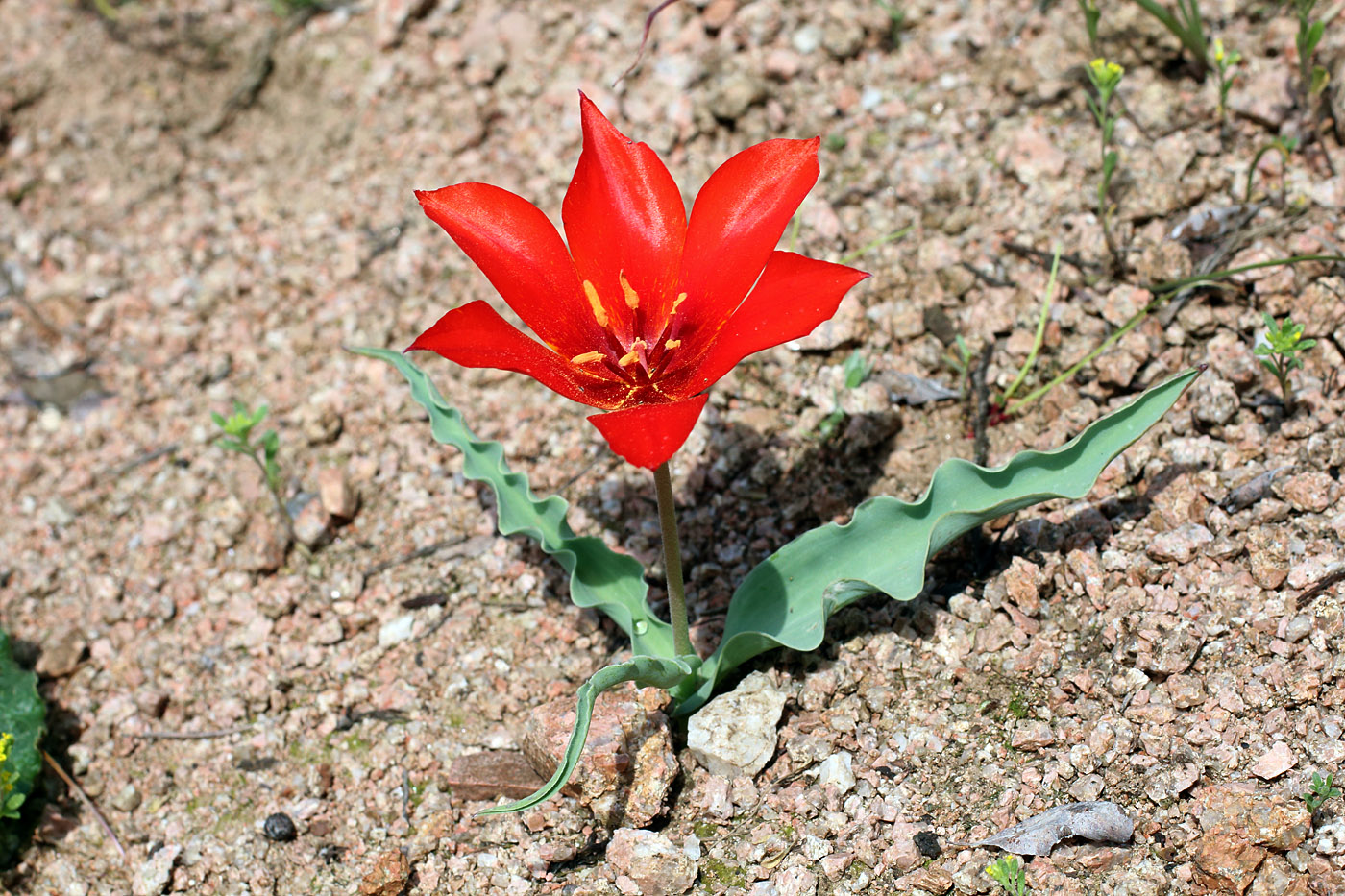 Изображение особи Tulipa butkovii.