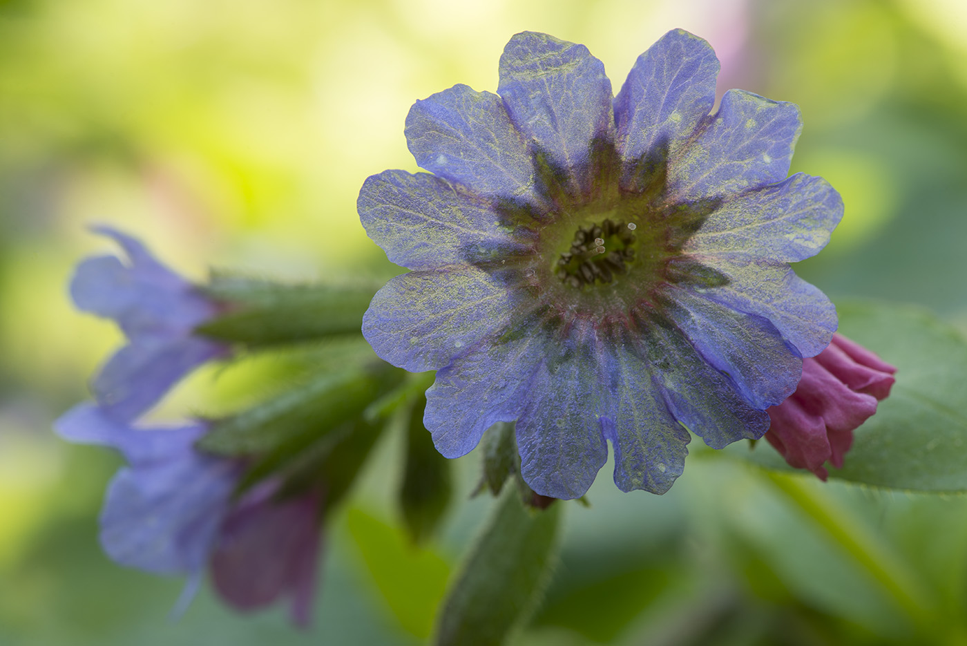 Image of Pulmonaria obscura specimen.