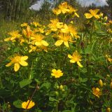 Hypericum maculatum