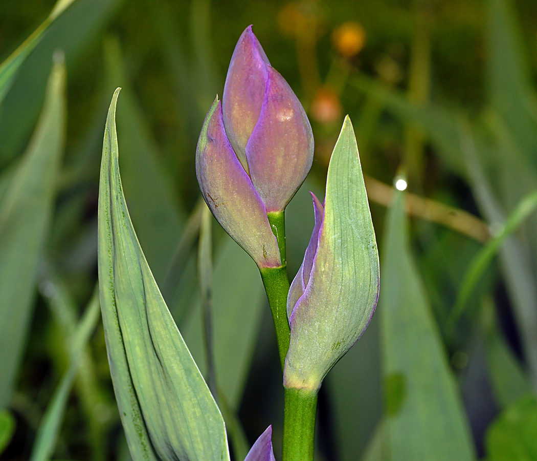 Image of genus Iris specimen.