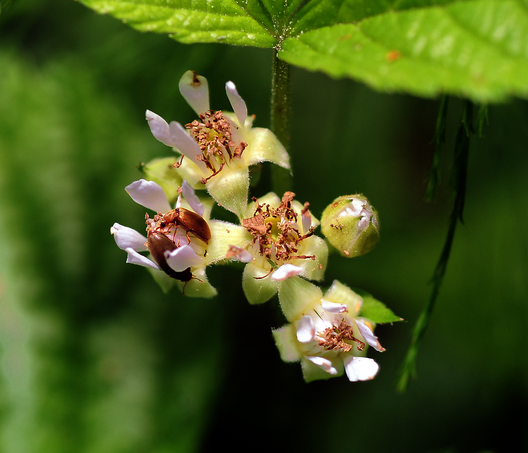 Изображение особи Rubus saxatilis.