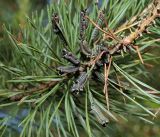 Pinus sylvestris