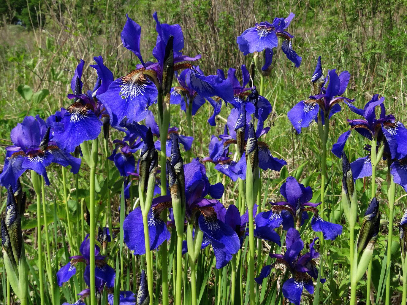 Изображение особи Iris sanguinea.