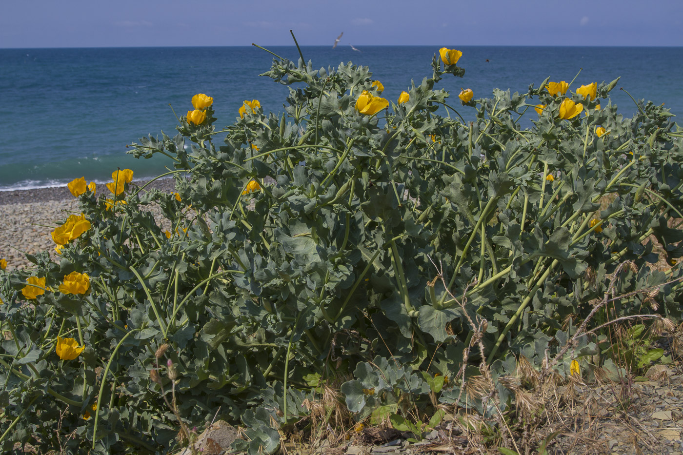 Image of Glaucium flavum specimen.
