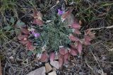 Oxytropis poncinsii