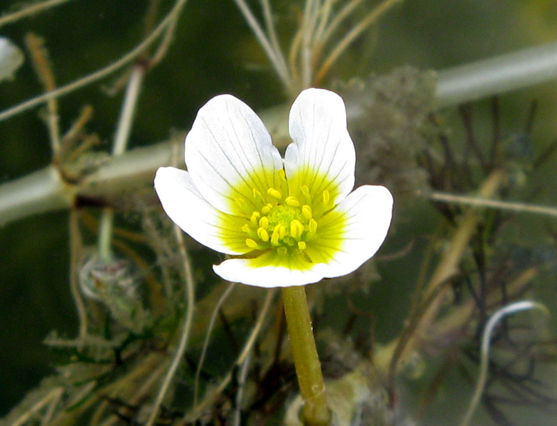 Image of Ranunculus circinatus specimen.