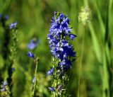 Veronica teucrium. Верхушка цветущего побега. Владимирская обл., Ковровский р-н, окр. дер. Митино, поле. 02.07.2016.