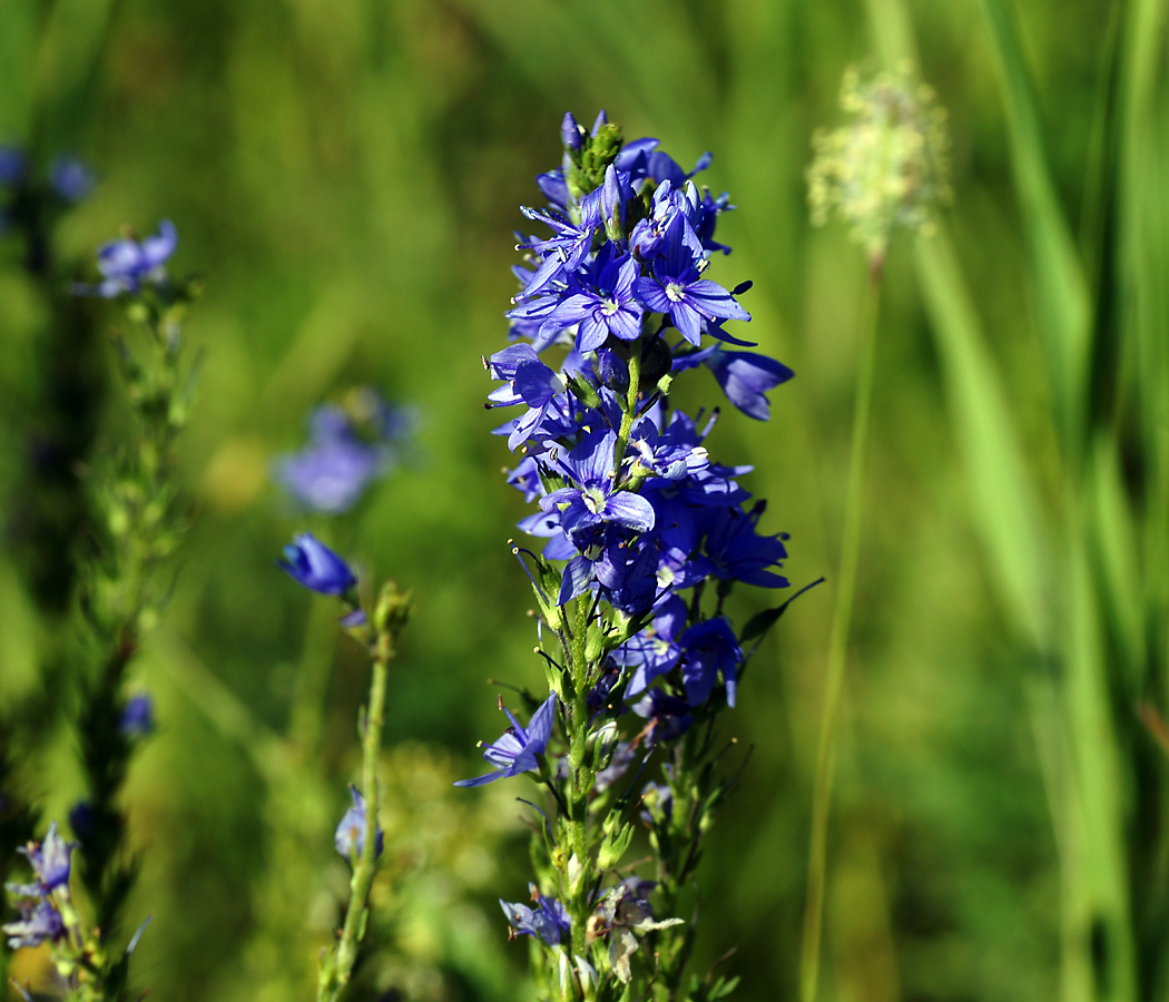 Image of Veronica teucrium specimen.