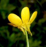 Ranunculus trachycarpus