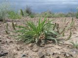 Plantago minuta