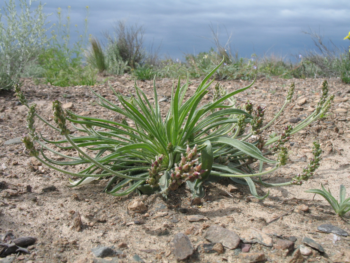 Изображение особи Plantago minuta.