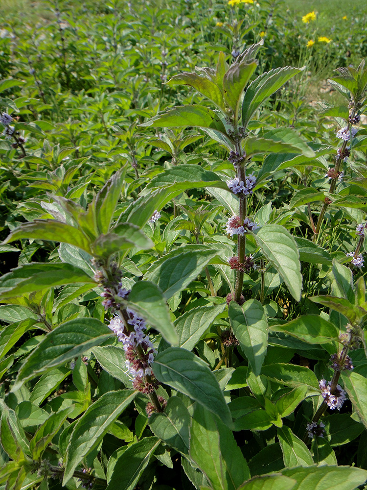 Image of Mentha canadensis specimen.