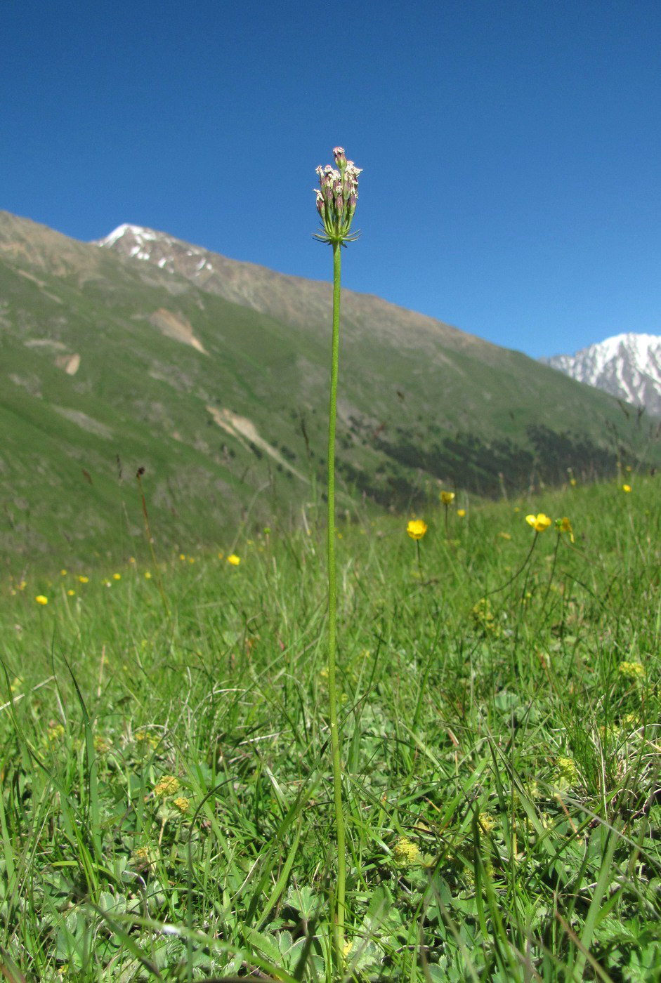 Image of Primula auriculata specimen.