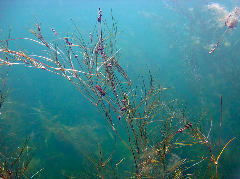 Image of Potamogeton pectinatus specimen.