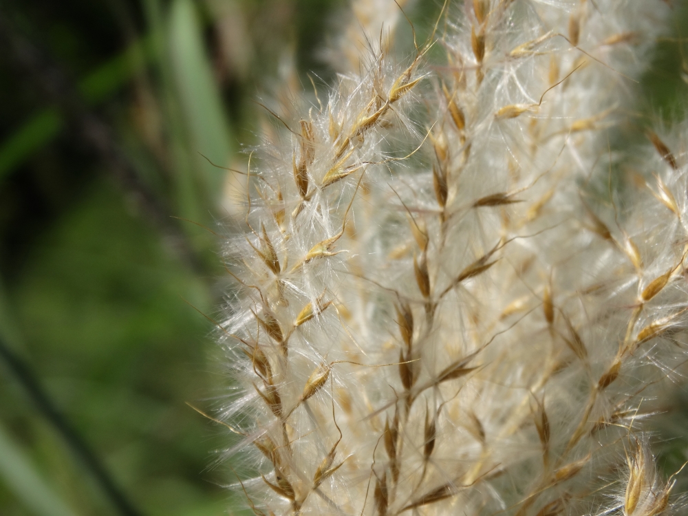 Image of Miscanthus purpurascens specimen.