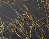 Sparganium angustifolium