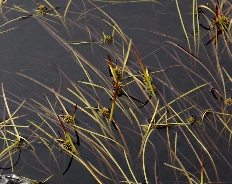 Image of Sparganium angustifolium specimen.