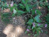 Phlomis taurica