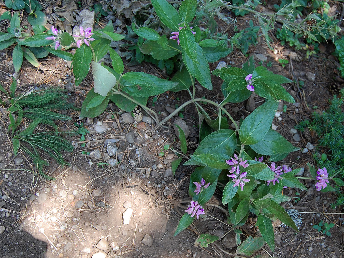 Изображение особи Phlomis taurica.