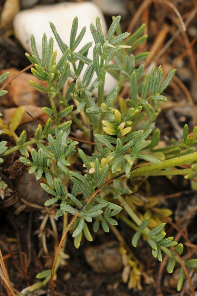 Image of Astragalus kronenburgii specimen.