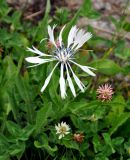 Centaurea cheiranthifolia. Верхушка цветущего растения (вокруг растет Trifolium). Северная Осетия, Ирафский р-н, верховья р. Урух, ≈ 1900 м н.у.м., субальпийский луг. 08.07.2016.