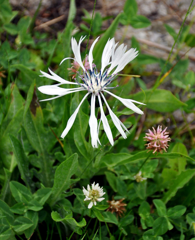 Image of Centaurea cheiranthifolia specimen.