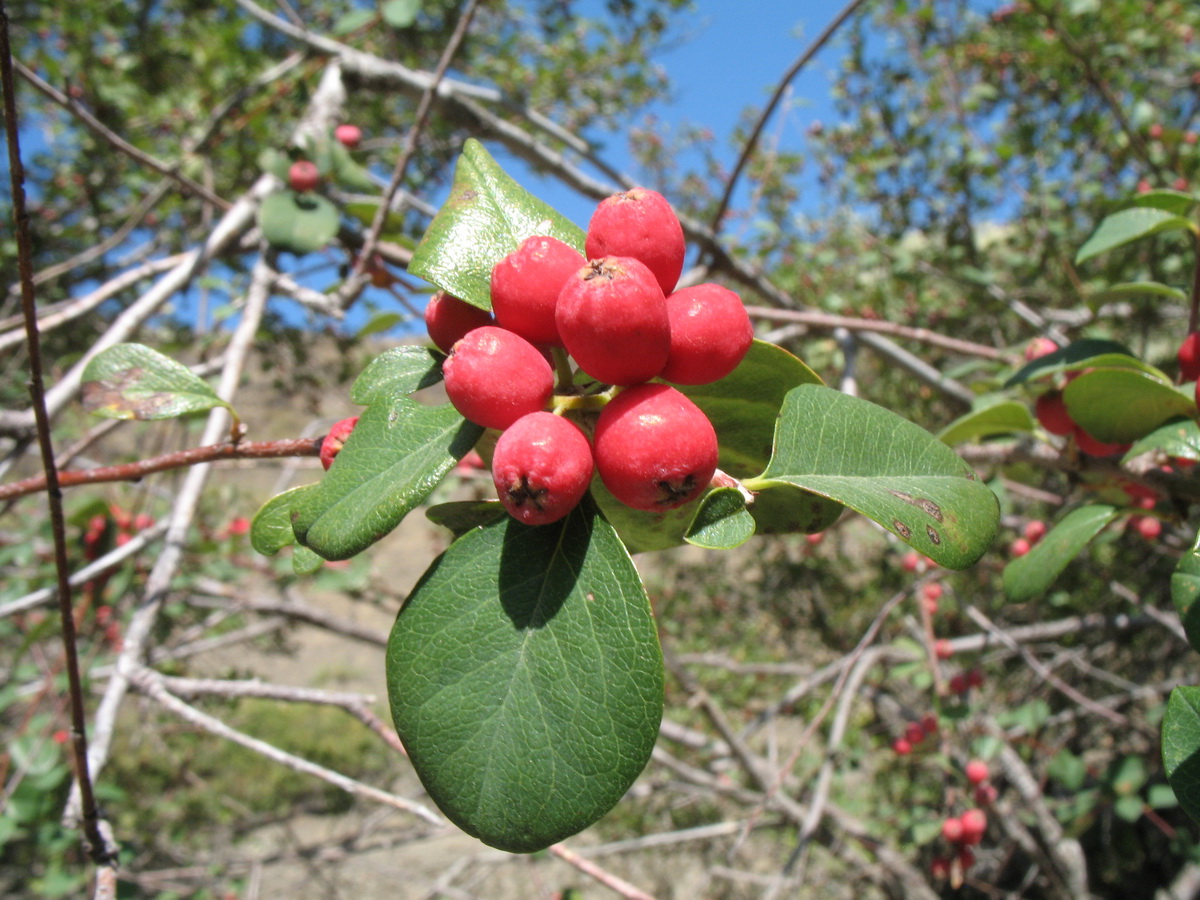 Изображение особи Cotoneaster karatavicus.