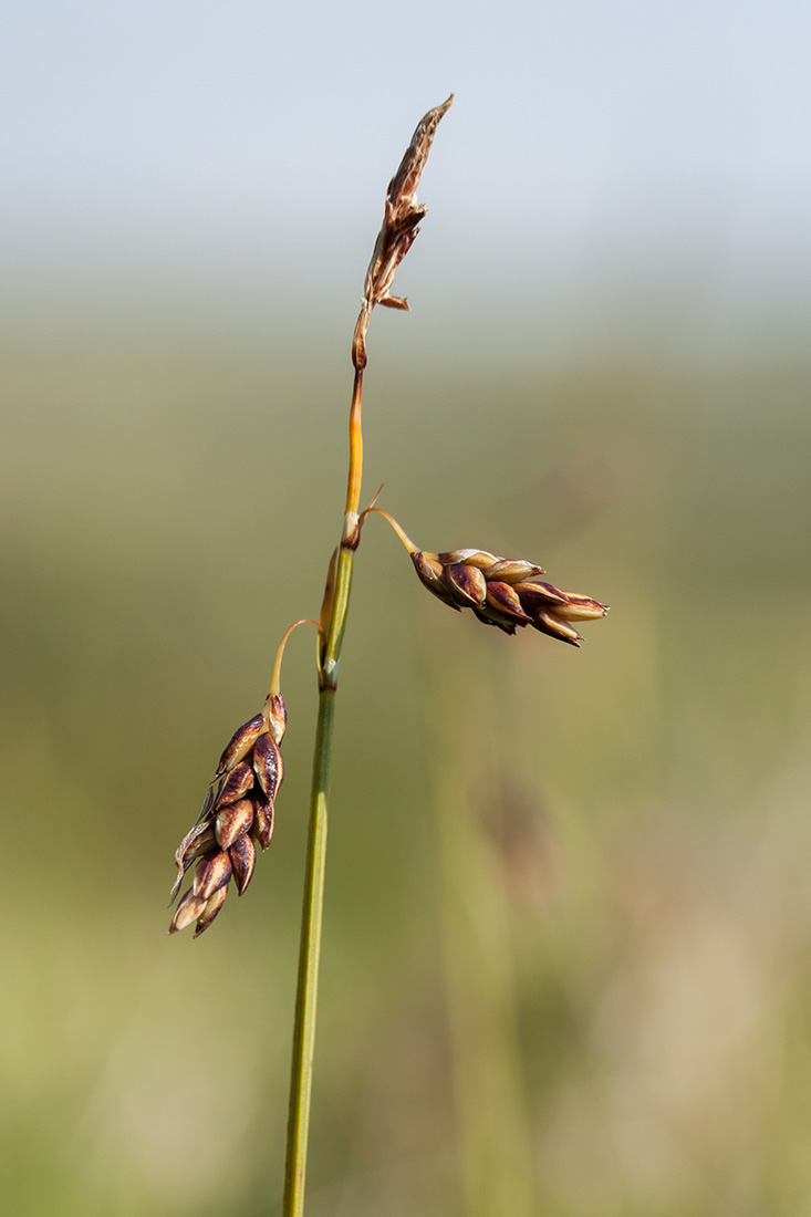 Изображение особи Carex rariflora.