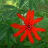 Lychnis fulgens