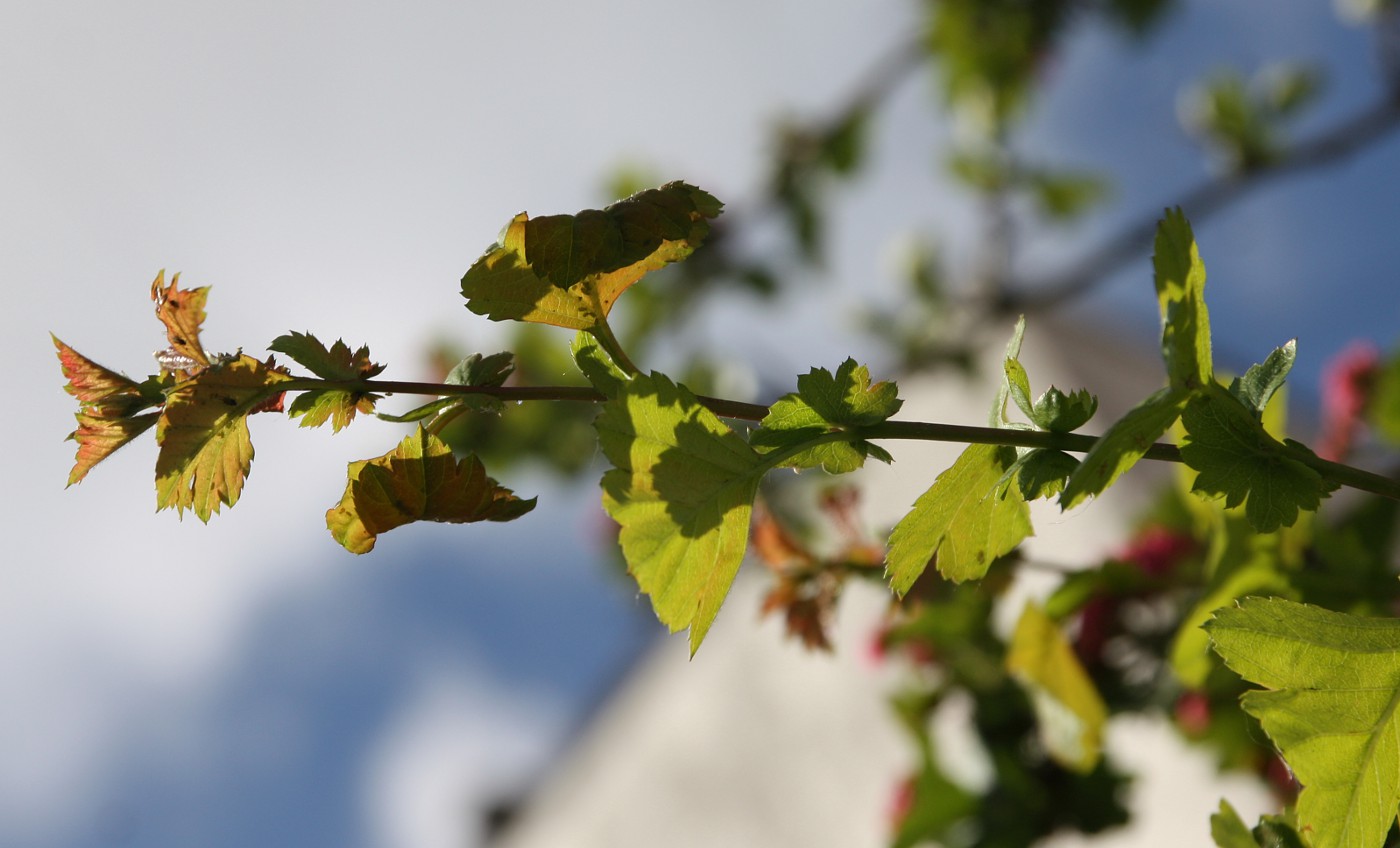 Изображение особи Crataegus &times; media.