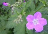 Geranium sylvaticum. Цветок с бутонами. Тверская обл., Весьегонск, обочина улицы, одичавшее. 27 мая 2016 г.