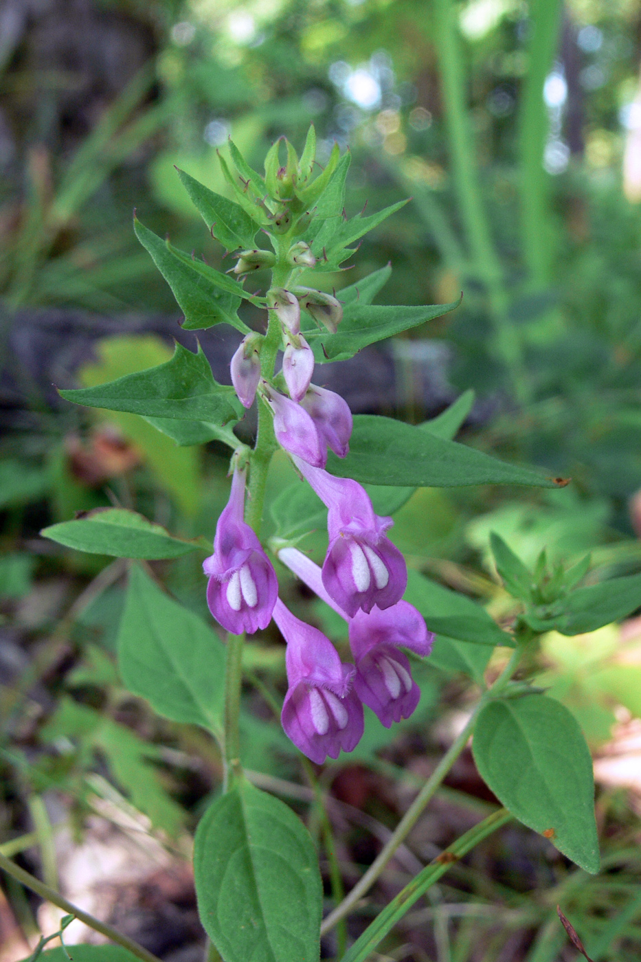Image of Melampyrum roseum specimen.