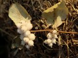 Symphoricarpos albus var. laevigatus