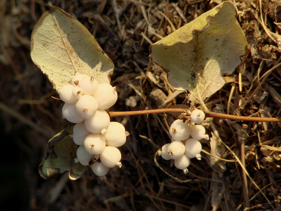 Image of Symphoricarpos albus var. laevigatus specimen.