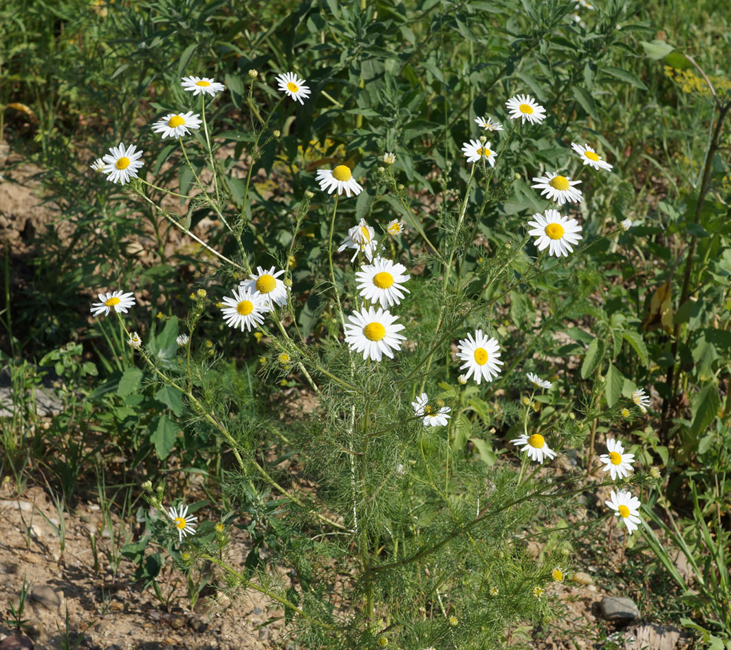 Изображение особи Tripleurospermum inodorum.