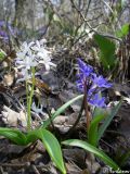 Scilla bifolia. Цветущие растения (белоцветковая и типичная формы). Крым, Байдарская долина, окр. с. Орлиное, берег р. Курулюк-Су. 22.03.2010.