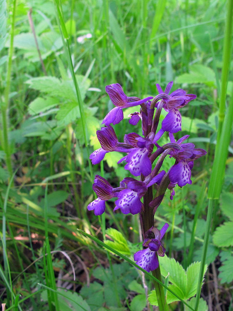 Image of Anacamptis morio ssp. caucasica specimen.