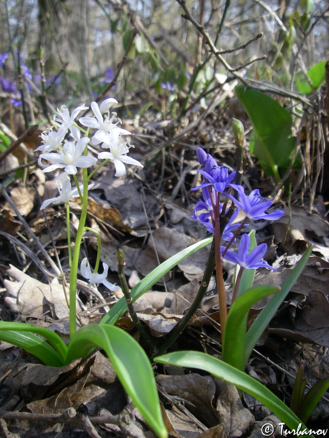 Изображение особи Scilla bifolia.