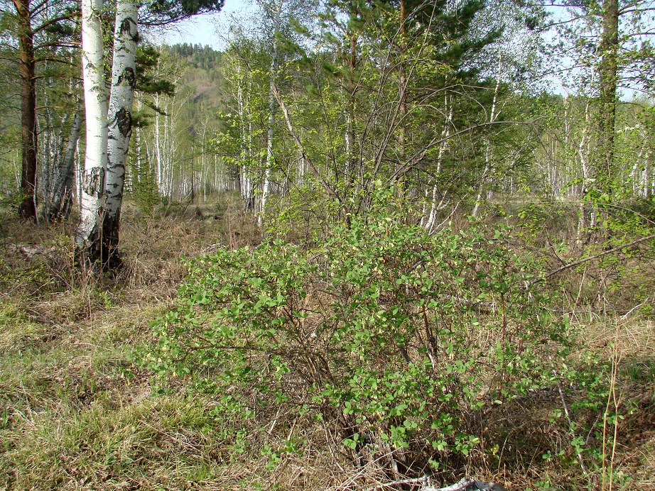 Image of Lonicera pallasii specimen.